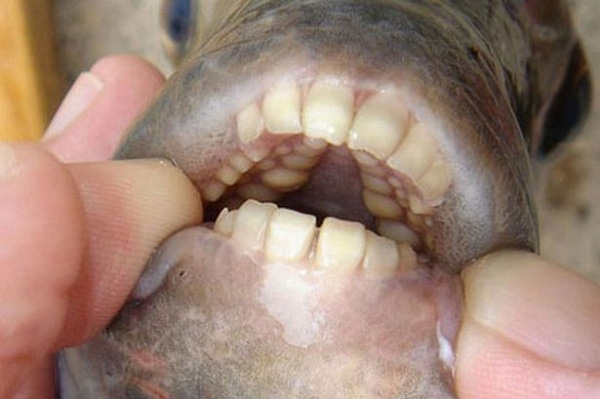 Cá pacu có cấu tạo răng tượng tự răng người.