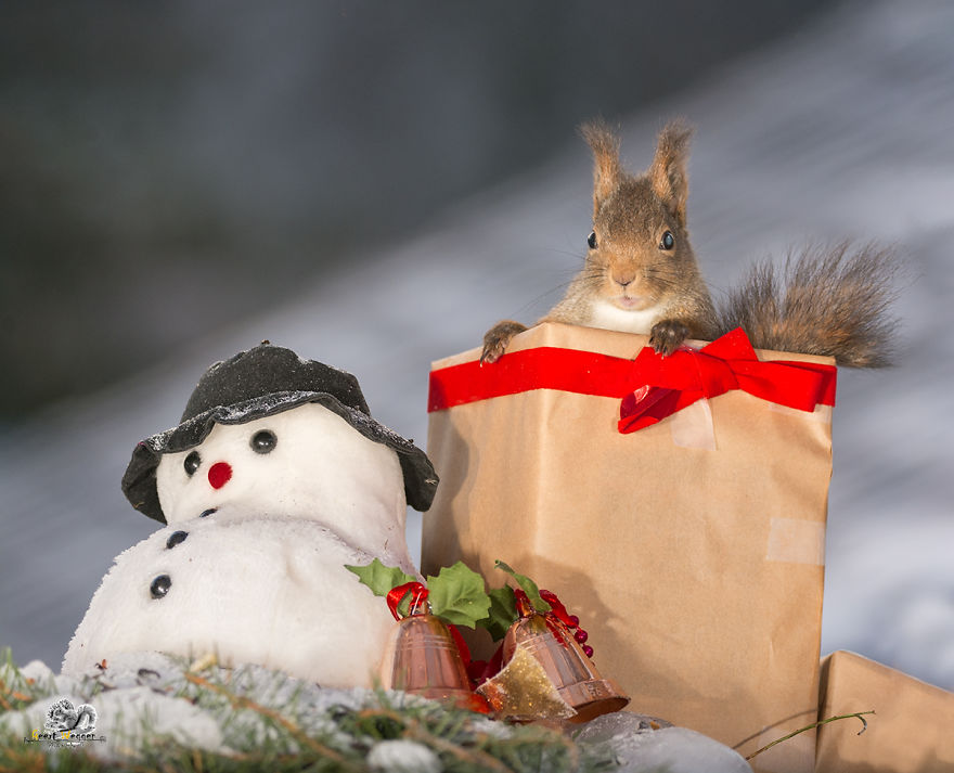 christmas-squirrel-present-58557a4d71636__880