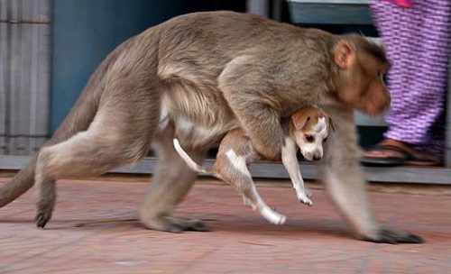 Khỉ mẹ ôm chặt chó con không rời nửa bước.