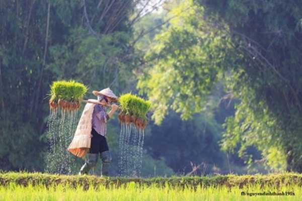 Vai mẹ chai sần vì những gánh mạ, trán lấm tấm mồ hôi, nhăn nheo vì mưu sinh.