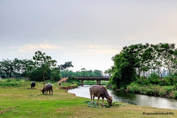 Đàn trâu nhởn nhơ gặm cỏ bên cầu, dòng sông, tạo nên khung cảnh thật thanh bình.