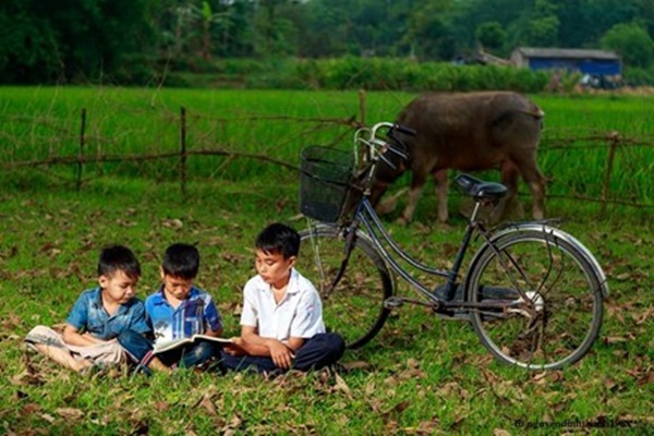 Tranh thủ lúc chăn trâu lấy sách ra đọc bài.