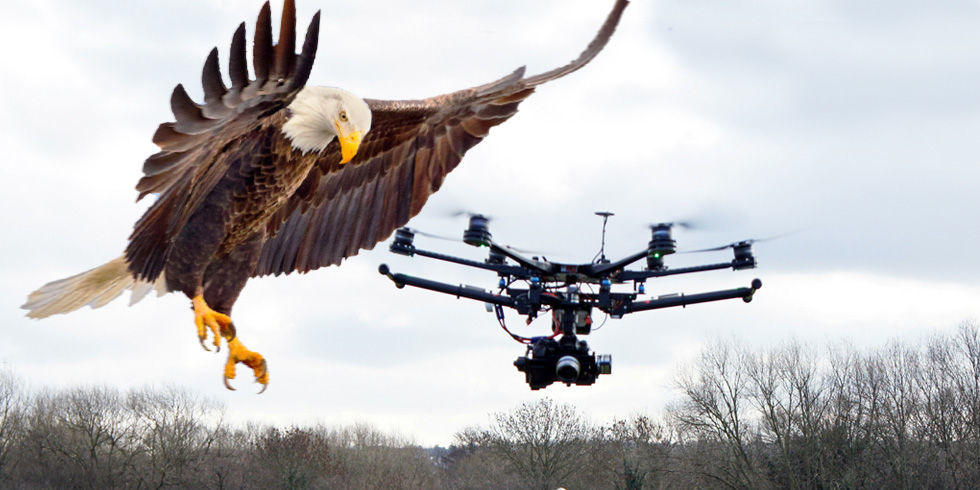 eagle-drone