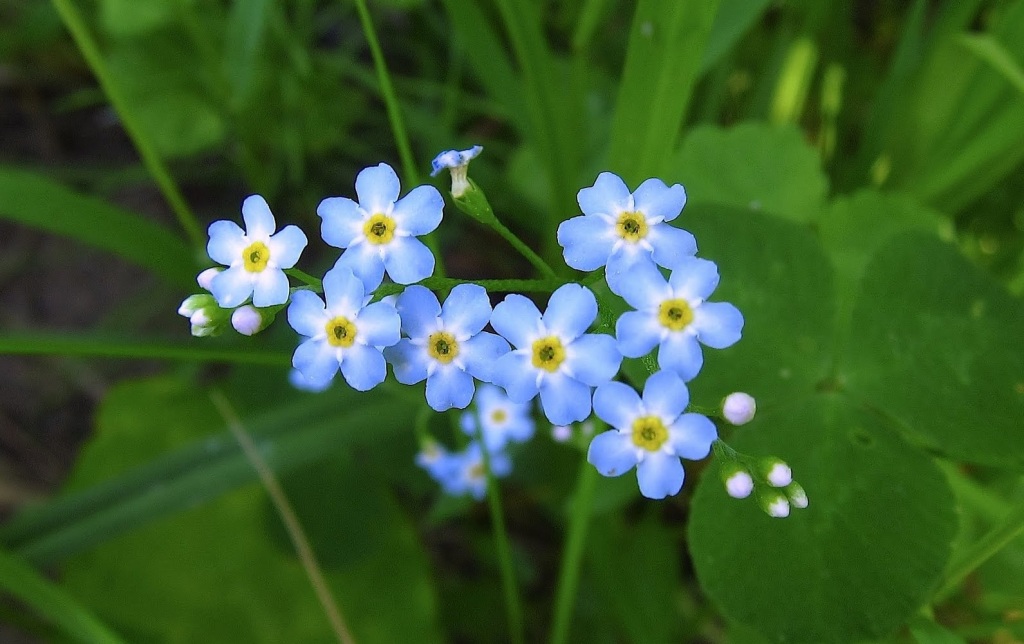 forgetmenots