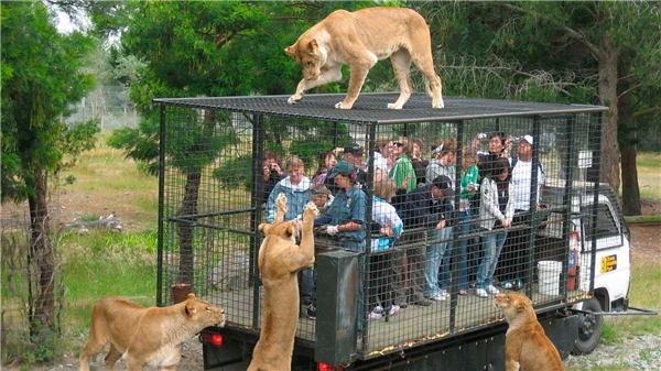 vườn thú nhốt du khách để thú dữ quây, 