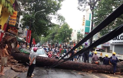 Hiện trường cây xanh bật gốc đè tử vong anh Khải trên đường An Dương Vương, quận 5 chiều 28/8. 