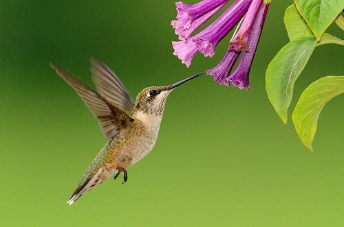 hummingbird-1056383_960_720