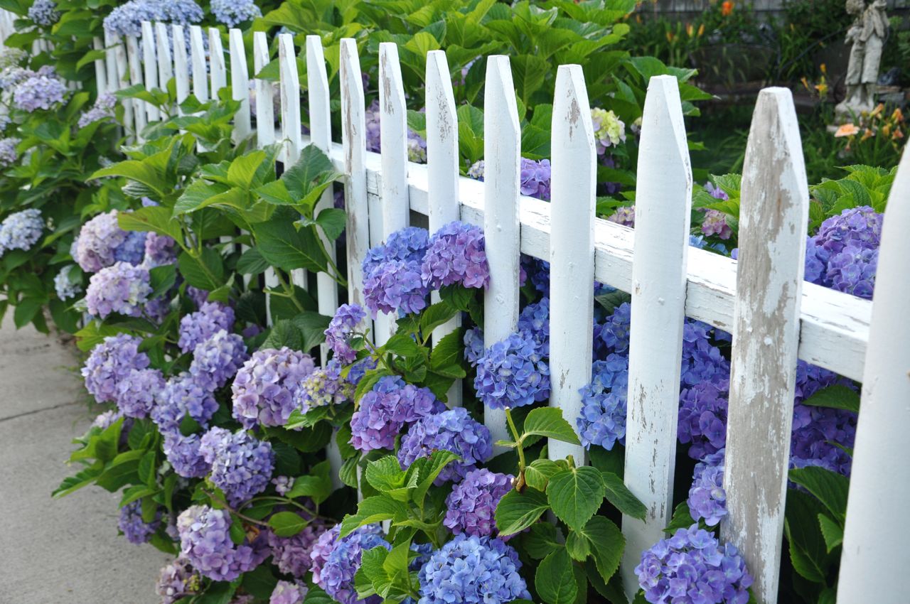 hydrangea picket fence
