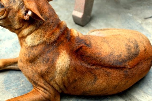Cần gì "săn" chó ngoại, Việt Nam cũng có loài chó hiếm và đắt nhất thế giới.4
