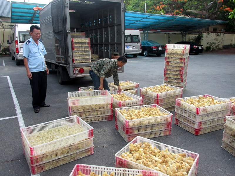 Hải quan Quảng Ninh bắt giữ vụ vận chuyển gà lậu tại Km15 TP.Móng Cái. (Ảnh: Báo Quảng Ninh)