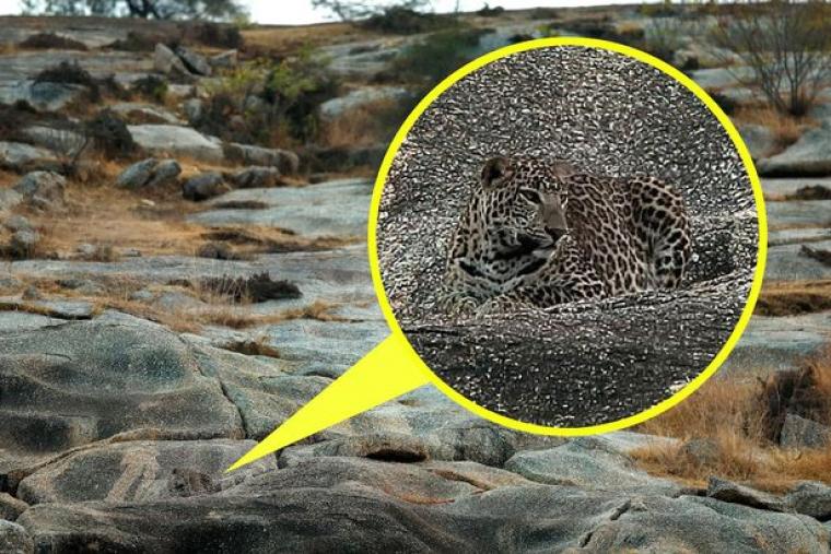 leopardo-oculto-imagen-1