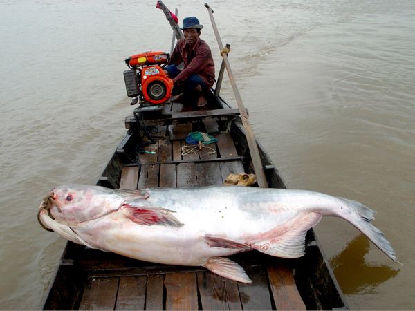 mekong-giant-catfish-41