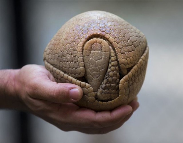 Cuộn tròn, gọn gàng như một quả bóng với bộ giáp phủ ngoài, Tatu là một trong những loài có tư thế phòng thủ độc đáo nhất Trái đất.