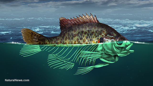 pollution-toxic-ocean-dead-fish-illustration-1487007325972