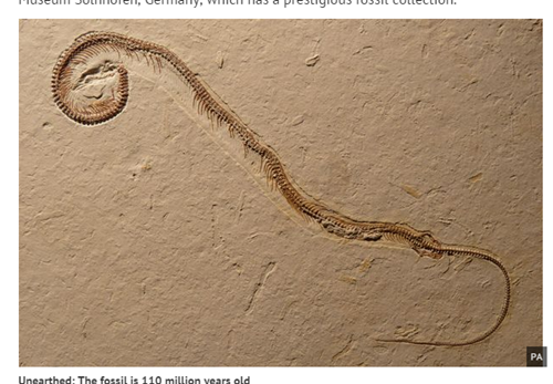 Brazil: Phát hiện hóa thạch rắn 4 chân.1