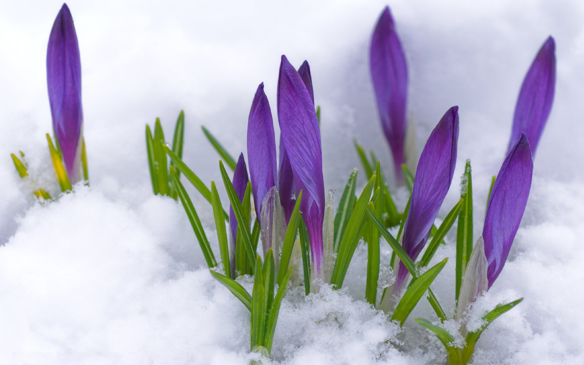 snow-flowers_00393425