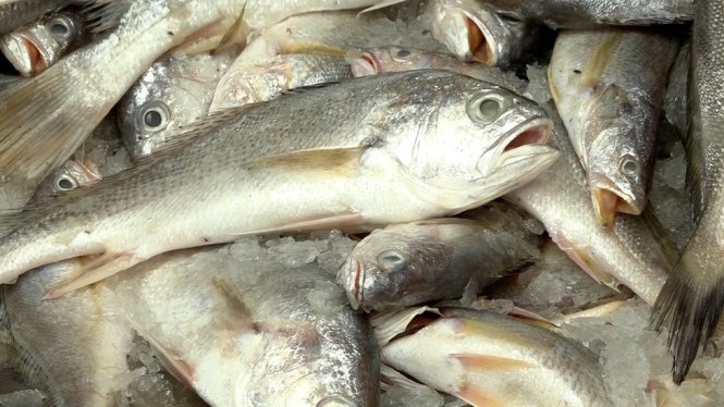 the-yellow-croaker-has-reportedly-disappeared-from-chinese-waters-bbc-1467957719