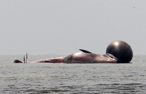 Cá voi chết ở bờ biển Diễn Thịnh. 