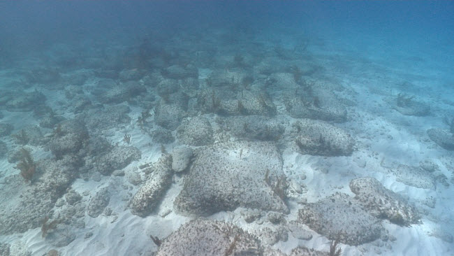 Con đường Bimini, các tảng đá ngầm dưới nước ở ngoài khơi quần đảo Bahamas đã được một số người cho là một con đường nhân tạo có niên đại khoảng từ 10.000 đến 20.000 năm tuổi. (Ảnh: the-bahamas.net)