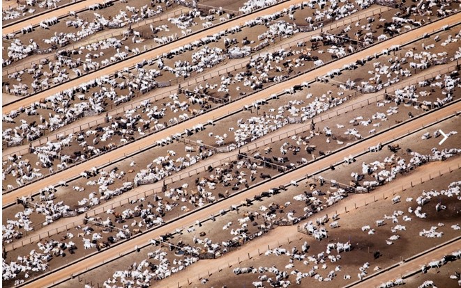 Chăn nuôi công nghiệp tại Brazil. Chăn nuôi càng phát triển thì việc phòng chống ô nhiễm môi trường do thuốc trừ sâu, rác thải nông nghiệp càng trở nên cần thiết và cấp bách.