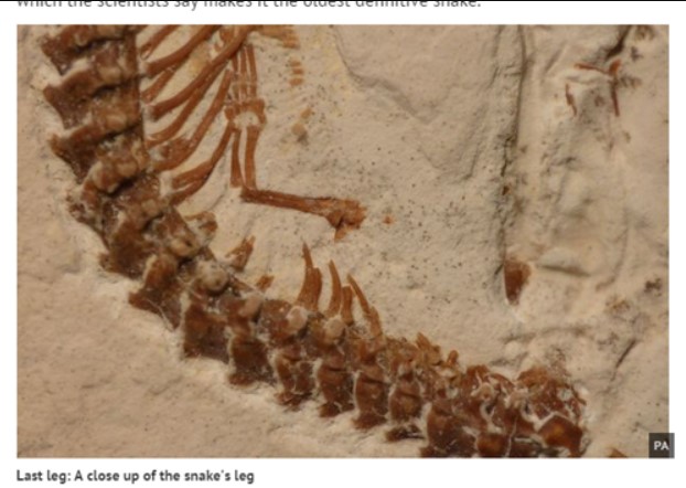 Brazil: Phát hiện hóa thạch rắn 4 chân.2