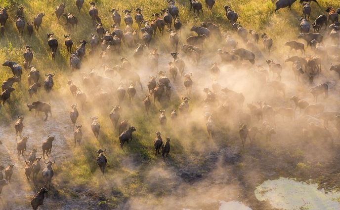 Ảnh trên cao tuyệt đẹp về động vật hoang dã ở Botswana - H5