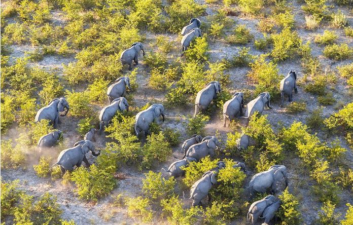Ảnh trên cao tuyệt đẹp về động vật hoang dã ở Botswana - H8