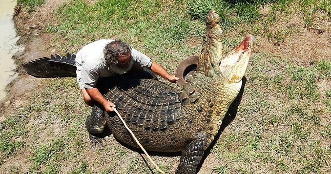 “Dị nhân chân trần” mê chinh phục cá sấu khổng lồ - H3