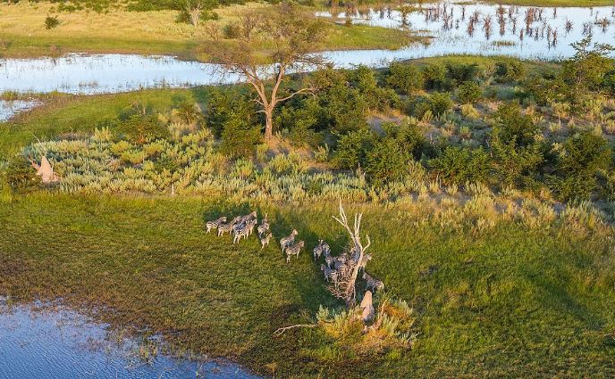 Ảnh trên cao tuyệt đẹp về động vật hoang dã ở Botswana - H14