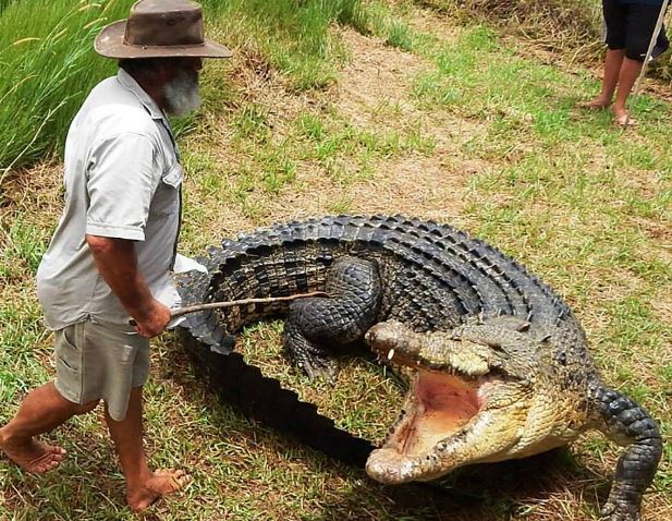 “Dị nhân chân trần” mê chinh phục cá sấu khổng lồ - H5