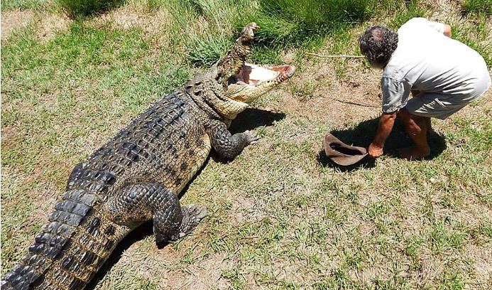 “Dị nhân chân trần” mê chinh phục cá sấu khổng lồ - H8