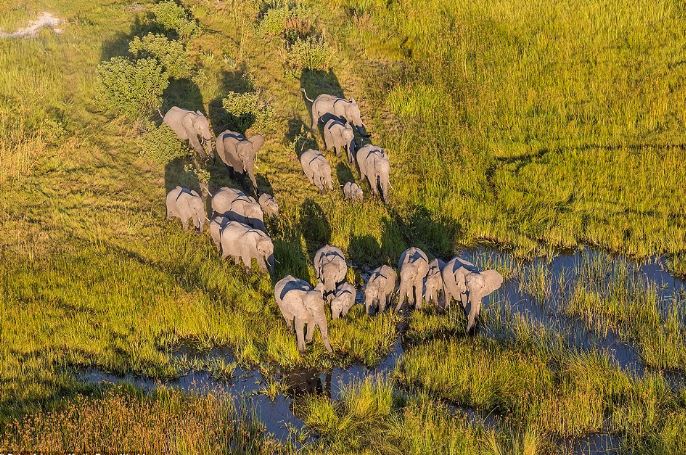 Ảnh trên cao tuyệt đẹp về động vật hoang dã ở Botswana - H2