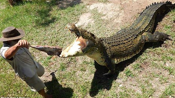 “Dị nhân chân trần” mê chinh phục cá sấu khổng lồ - H9