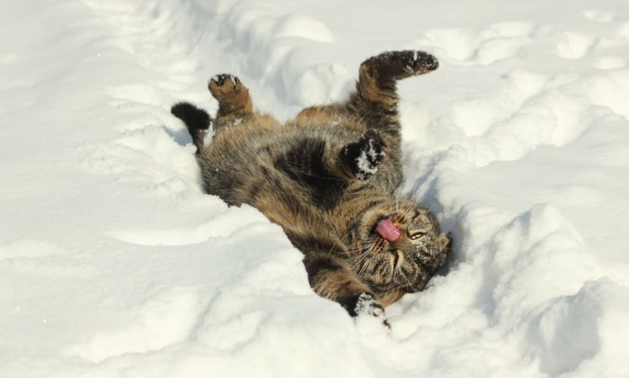 động vật nô đùa trong tuyết.3