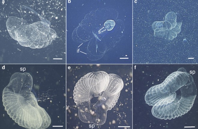 Sinh vật biển "người chở xác" lần đầu xuất hiện sau 100 năm - H3