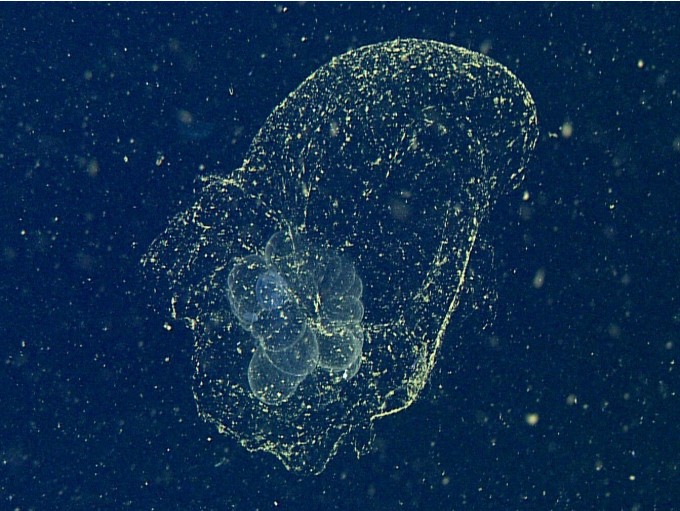Sinh vật biển "người chở xác" lần đầu xuất hiện sau 100 năm.1