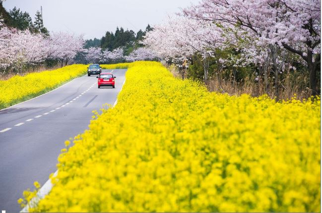 Mùa xuân trên xứ Hàn - H2