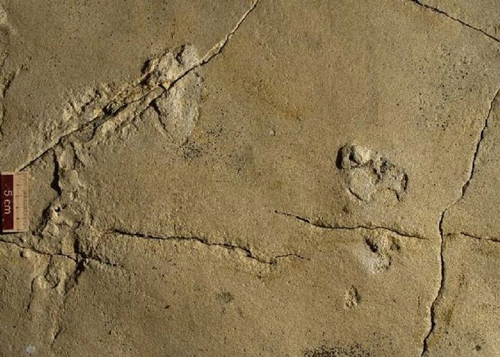 Dấu chân 5,7 triệu năm tuổi ở Hy Lạp thách thức thuyết tiến hóa - ảnh 1