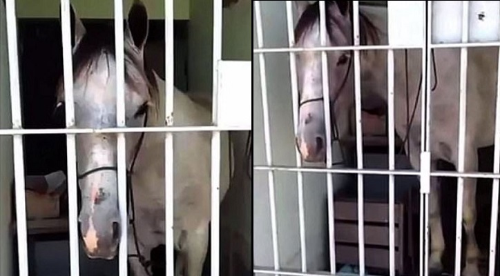 Brazil: Đá hư ôtô, ngựa bị cảnh sát... tống giam