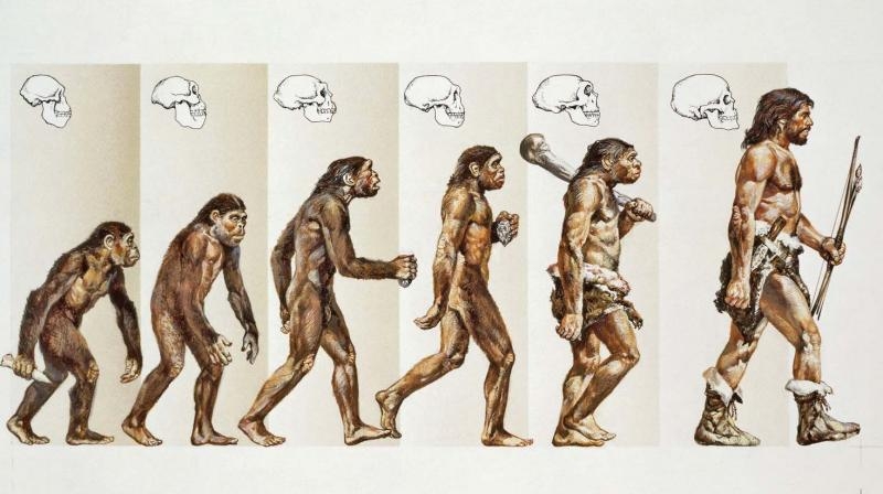 Quá trình từ vượn tiến hóa thành người theo học thuyết Darwin. (Ảnh qua amazonaws.com)