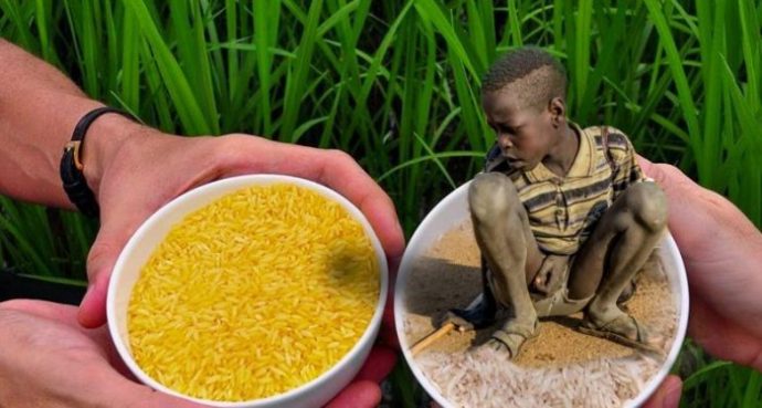 GMO có giải quyết được nạn đói trên toàn cầu?