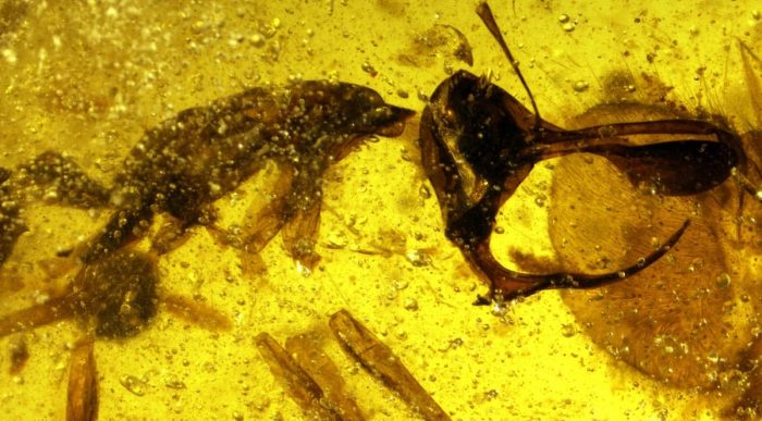 Phát hiện loài “kiến địa ngục” thời tiền sử trong khối hổ phách 98 triệu năm.1