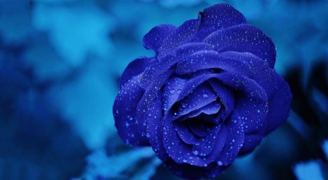 Truyền thuyết Hoa hồng xanh và ý nghĩa đặc biệt của nó - H1