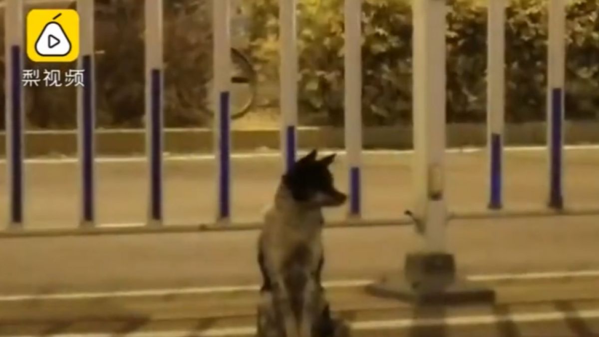 Hình ảnh con chó nhỏ đứng chờ tại nơi chủ qua đời khiến người xem xúc động. Ảnh cắt từ video