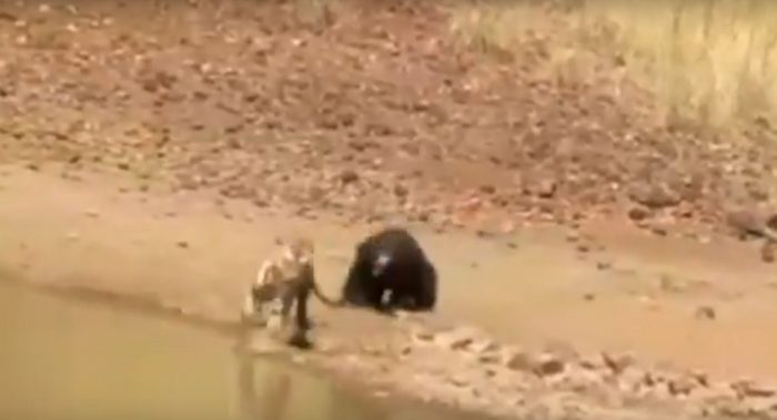 Video: Bảo vệ con, gấu mẹ chiến đấu kịch liệt với hổ dữ.3