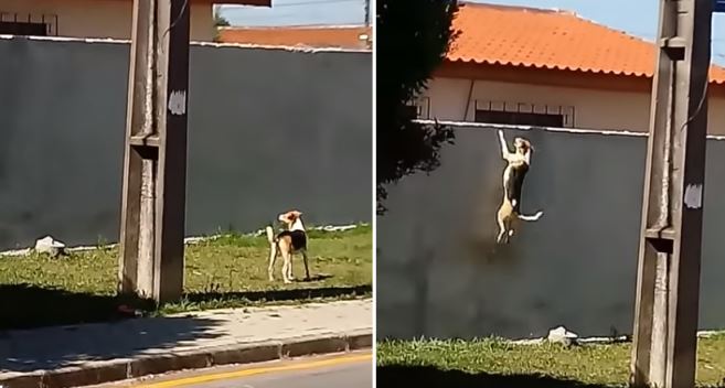 Một chú chó liên tục nỗ lực leo tường 7 lần mới “vượt tường” thành công