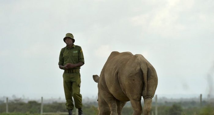 James Mwenda đứng cạnh tê giác Najin, hai cá thể cái Bắc Phi còn lại, ở Kenya. (Nguồn: Internet)