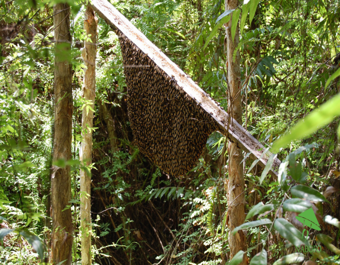 Tổ ong rừng U MInh Hạ. (Nguồn: Internet)