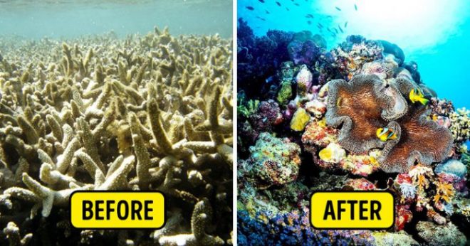 9 phát minh độc đáo cứu nguy đại dương khỏi ô nhiễm trầm trọng. 6