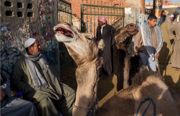 Lạc đà với khuôn mặt lấm lem máu là hình ảnh phổ biến tại chợ Birqash.